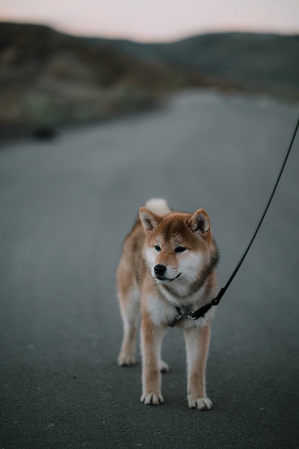Les secrets des élevages de Shiba Inu en Hauts-de-France