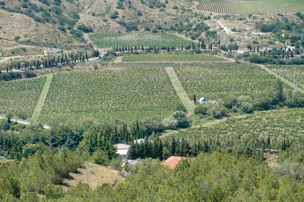 Ail au jardin : 7 étapes pour une plantation réussie